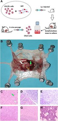 A Preclinical Model for the ATLL Lymphoma Subtype With Insights Into the Role of Microenvironment in HTLV-1-Mediated Lymphomagenesis